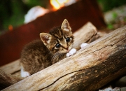 开云足球直播-拉什福德关键回合不手软，亚特兰大单节拉开克罗地亚