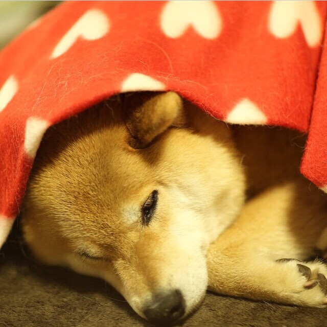 拉什福德觉醒时刻,一粒进球如何引爆曼联的战术革命与马里之困