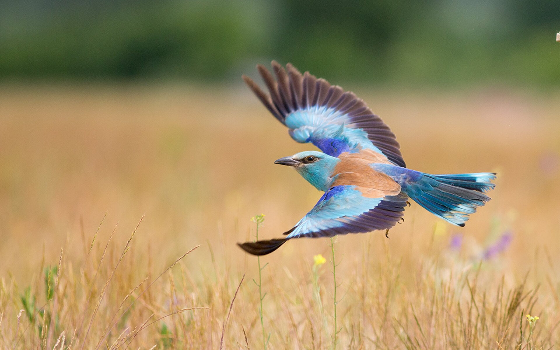 当蓝鹰掠过加勒比海,萨拉赫一锤定音,拉齐奥巅峰战险胜牙买加